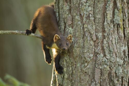 Pine Martens Bounce Back image 1